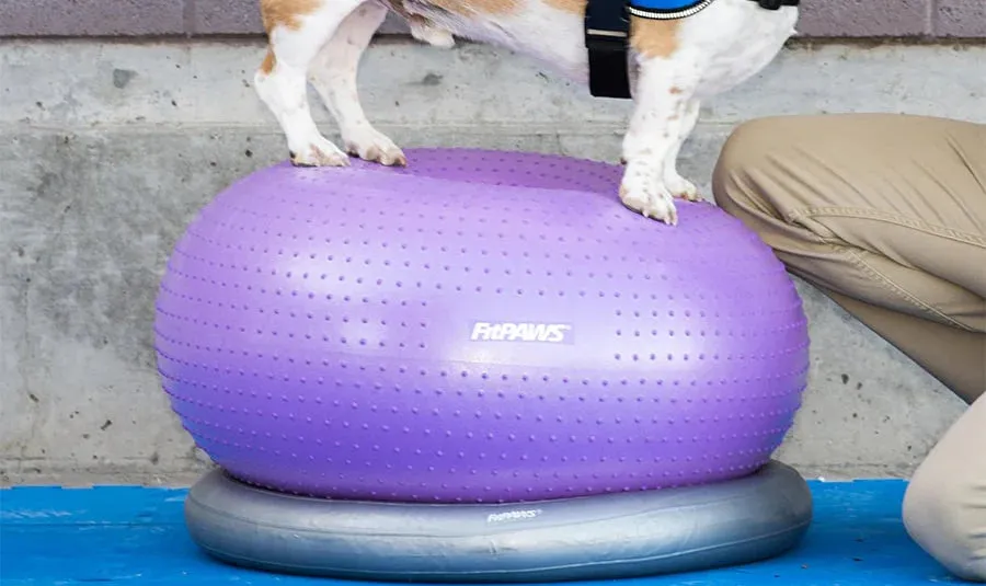 FitPaws Circular Product Holder