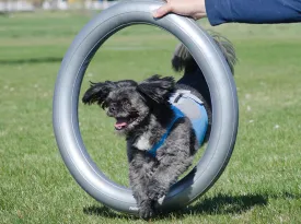 FitPaws Circular Product Holder