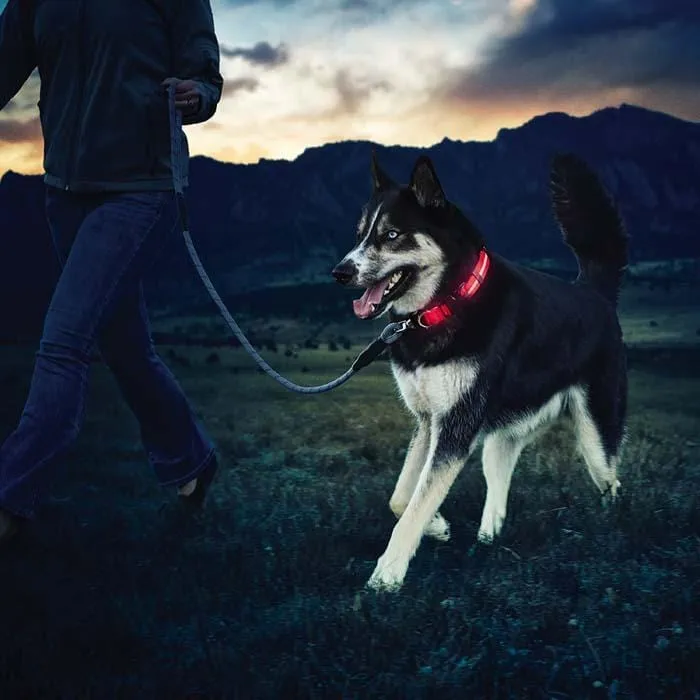LED Safety Light Collars - For Dogs & Cats