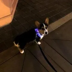 LED Safety Light Collars - For Dogs & Cats