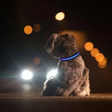 LED Safety Light Collars - For Dogs & Cats