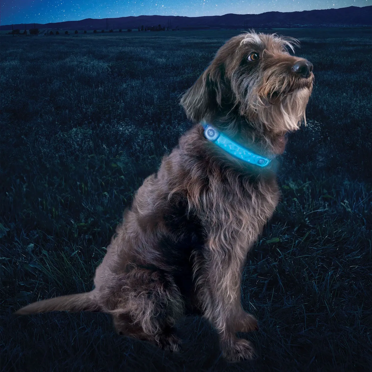 NiteDog Rechargeable LED Collar Cover, Disc-o Select