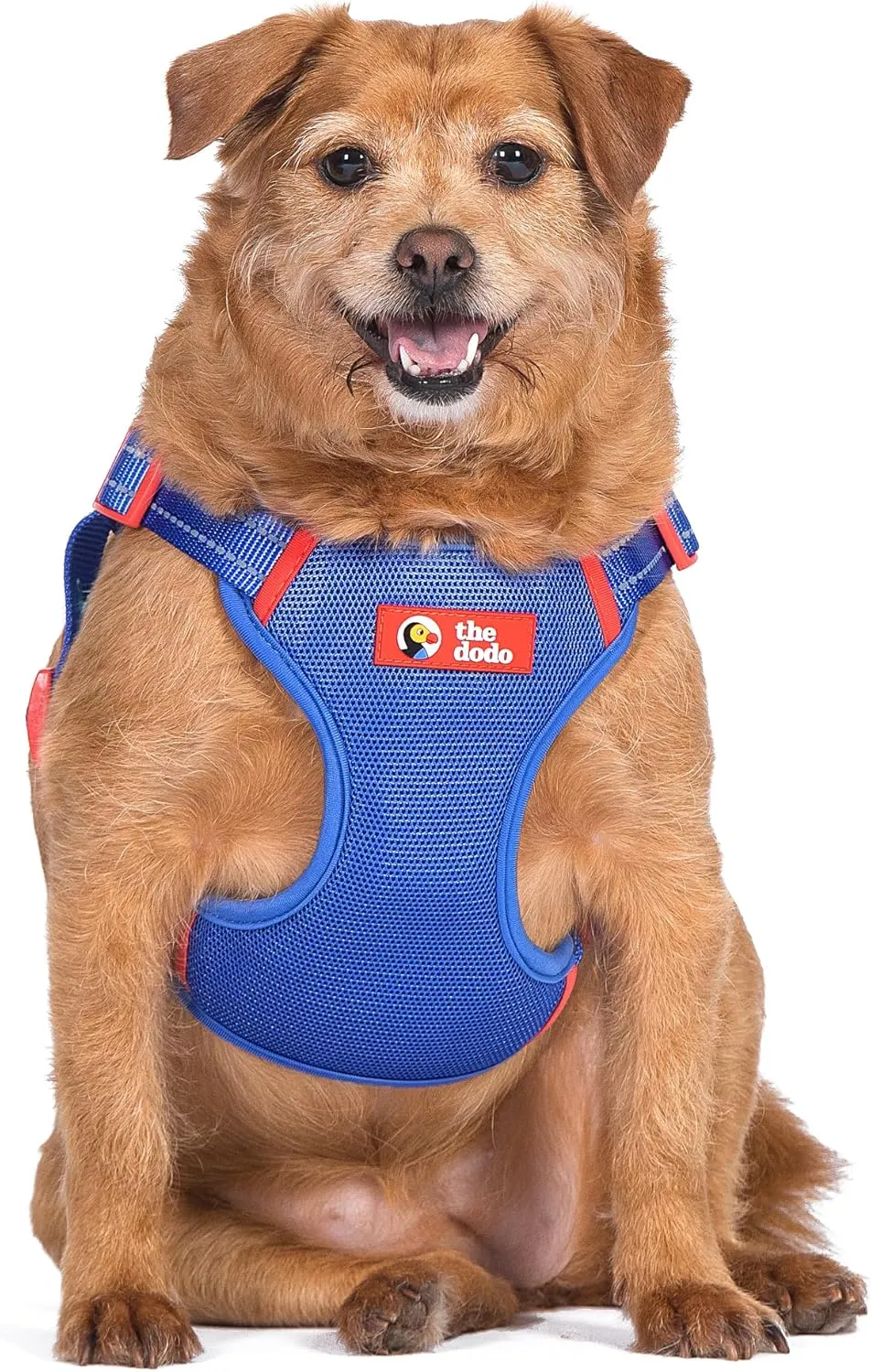 The Dodo Blue Dog Harness - Small; Easy Step-in Harness for Dogs; Breathable Mesh Fabric; Snap-Together, Pinch Release Buckle, Ring for Leash Attachment; Everyday Pet Apparel
