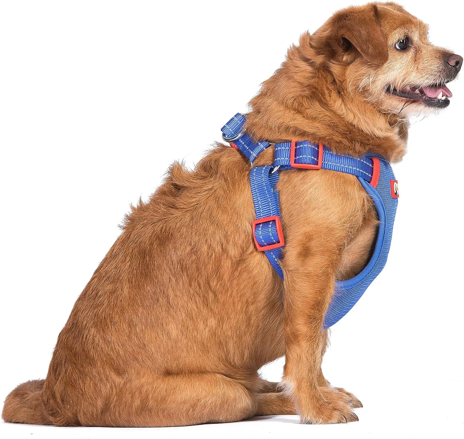 The Dodo Blue Dog Harness - Small; Easy Step-in Harness for Dogs; Breathable Mesh Fabric; Snap-Together, Pinch Release Buckle, Ring for Leash Attachment; Everyday Pet Apparel